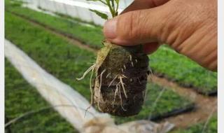 育苗营养块 育苗营养块